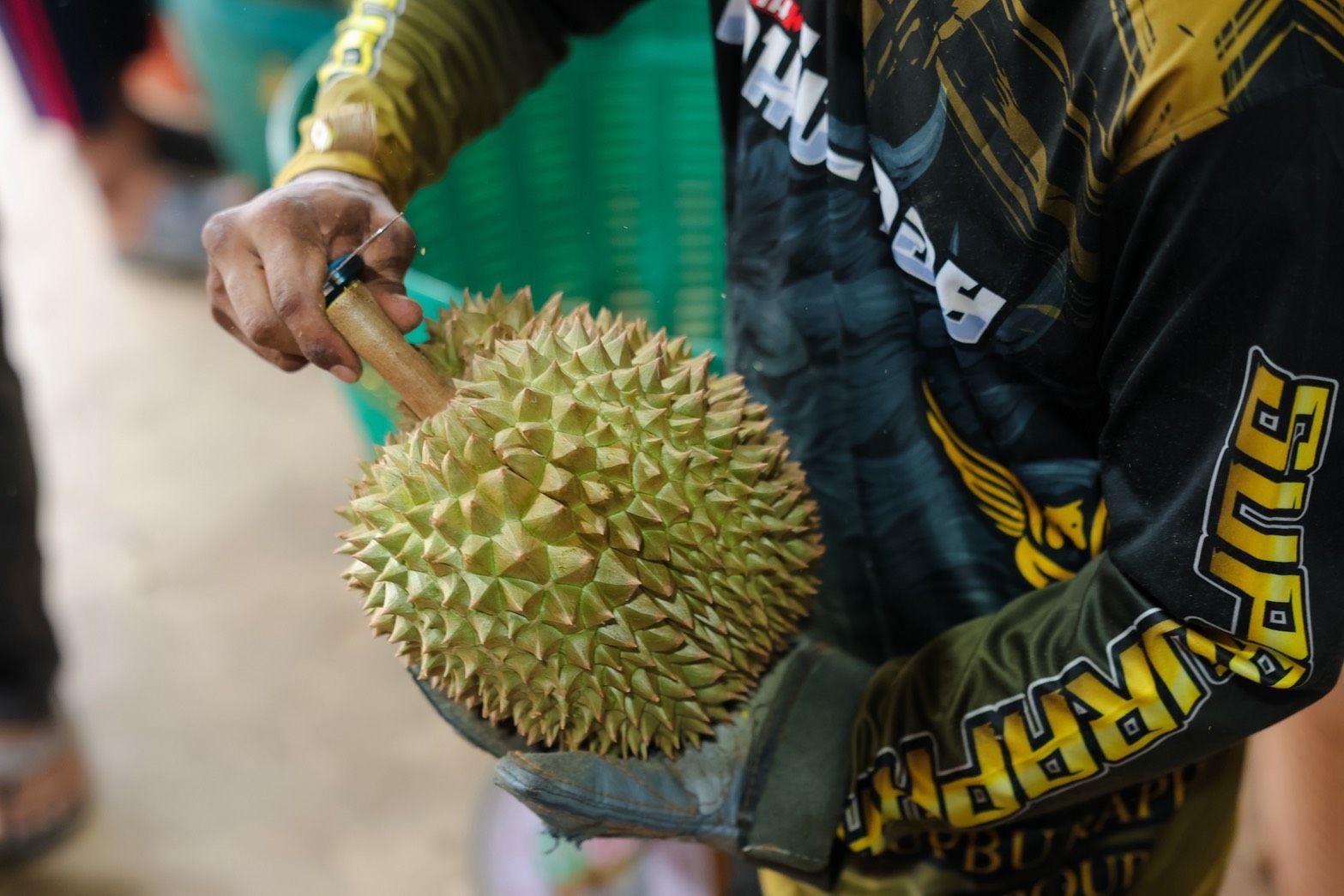 Person's gloved hands carefully opening a spiky durian fruit with a tool.