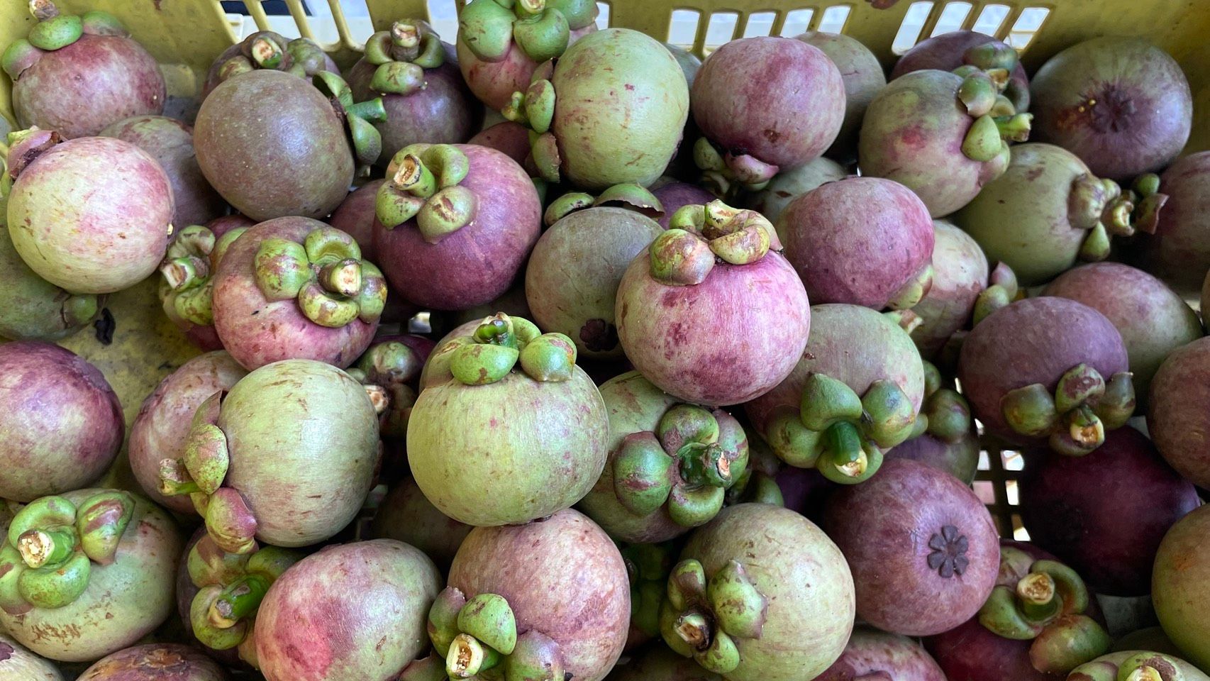 Numerous purple and green mangosteens are piled together in a container, showing varied ripeness.