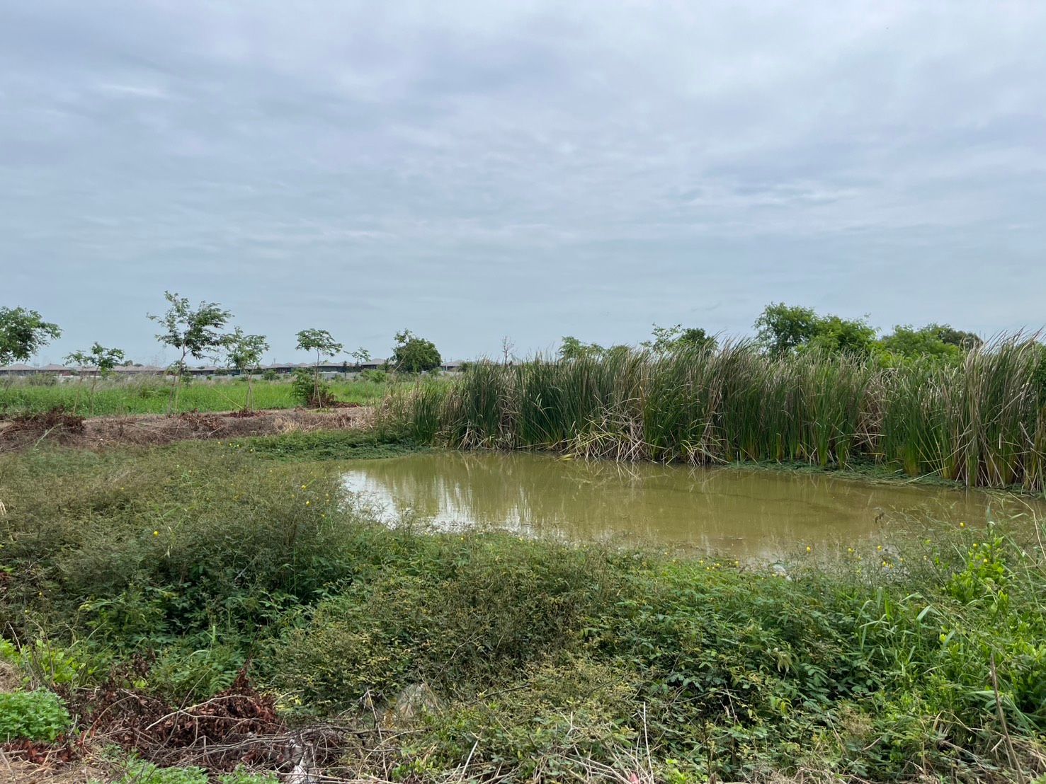 Murky pond amidst tall green reeds and dense foliage under a cloudy sky.